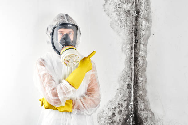 Best Environmental Consulting for Mold Prevention  in Reed Creek, GA